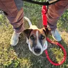 ligne canicross petit chien, laisse traction petit chien, canicross petit chien