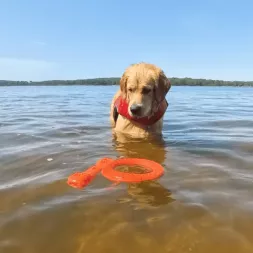 jouet pour chien, jouet interactif chien, anneau pour chien, jouet flottant chien, jouet d’eau chien, jouets pour chien adultes,