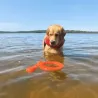 jouet pour chien, jouet interactif chien, anneau pour chien, jouet flottant chien, jouet d’eau chien, jouets pour chien adultes,