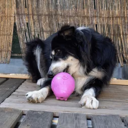 jouet à remplir, jouet pour chien, jouet à fourrer, Canigourmand, Jouet d'Occupation, chien, jouet résistant, jouet drôle chien