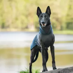 manteau pour chien, polaire pour chien, pull pour chien, pull pour chiot, JumppaPomppa, polaire Pomppa