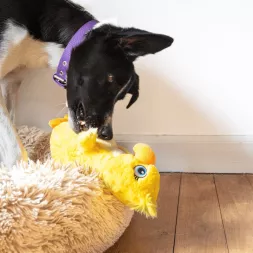 Peluche pour chien, peluche pour chien jaune, peluche pour chiot, peluche résistante chien, peluche canari
