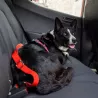 Ceinture de sécurité pour chien hexa, ceinture voiture chien, ceinture sécurité chien