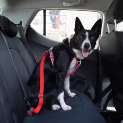 Ceinture de sécurité pour chien hexa