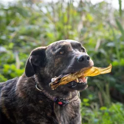 oreille de boeuf, friandise pour chien, naturelle, mastication chiot