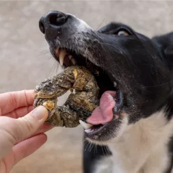 anneau de peau de morue, mastication chiot, friandise chien, naturelle, poisson
