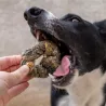 anneau de peau de morue, mastication chiot, friandise chien, naturelle, poisson