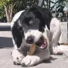 trachée de boeuf, , mastication chiot, friandise chien, naturelle