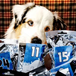 Calendrier de l’Avent pour chien Canigourmand, rempli de friandises naturelles pour un Noël spécial.