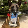 Calendrier de l’Avent pour chien Canigourmand, rempli de friandises naturelles pour un Noël spécial.