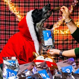 Calendrier de l’Avent pour chien Canigourmand, rempli de friandises naturelles pour un Noël spécial.