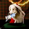 Calendrier de l’Avent pour chien Canigourmand, rempli de friandises naturelles pour un Noël spécial.