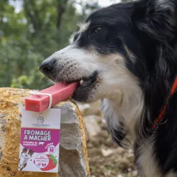 Fromage à mâcher à la fraise, fromage pour chien, fromage de yak, friandise naturelle, mastication chiot, mastication