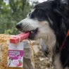 Fromage à mâcher à la fraise, fromage pour chien, fromage de yak, friandise naturelle, mastication chiot, mastication