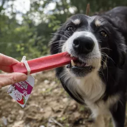 Fromage à Mâcher Fraise