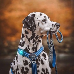 orbiloc lampe chien sécurité harnais sport canin canicross hiver bleu turquoise