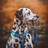 orbiloc lampe chien sécurité harnais sport canin canicross hiver bleu turquoise
